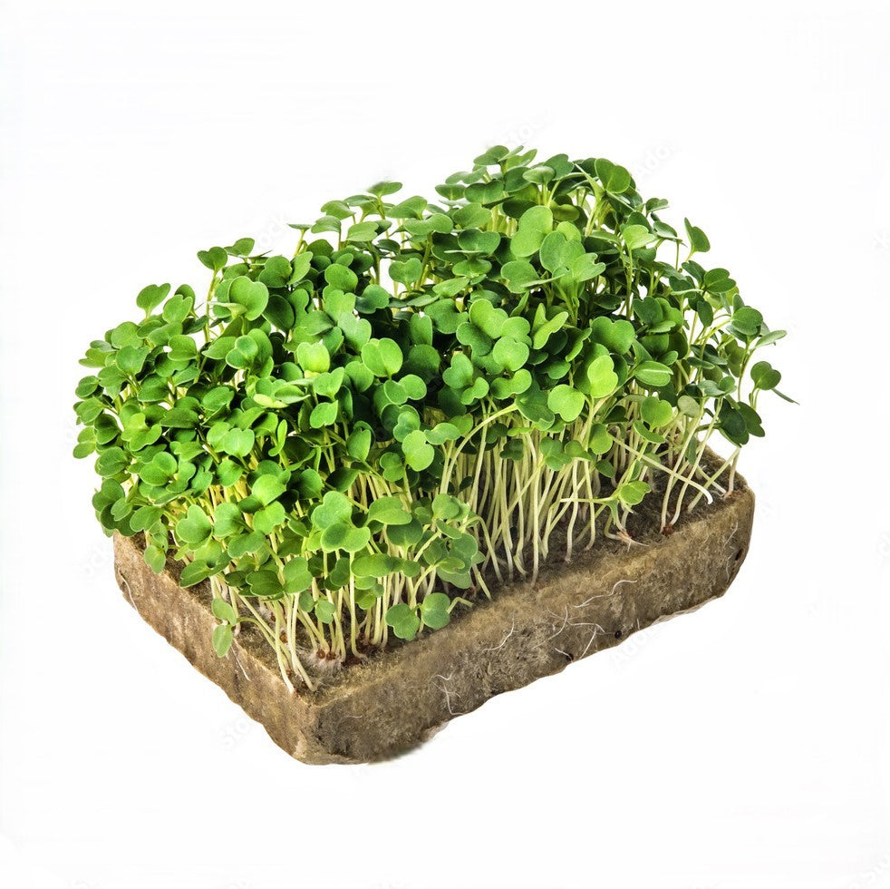 Microgreens & table top planters